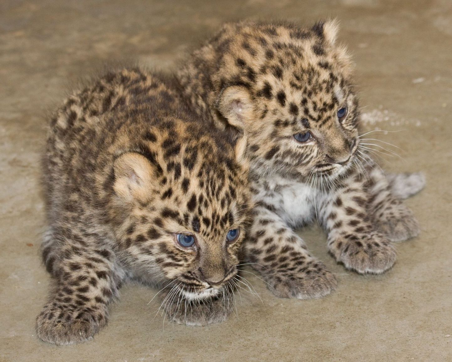 Детеныши амурского леопарда в Таллиннском зоопарке.