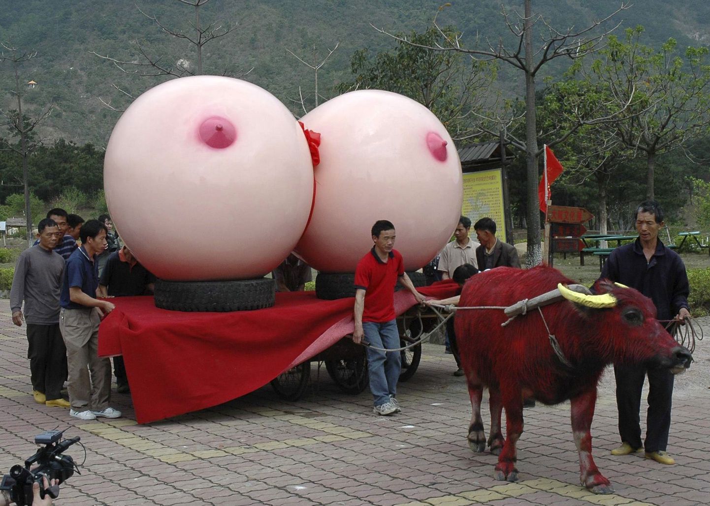 An ox tows a sculpture in the form of ball-shaped breasts made by Chinese artist Shu Yong during a local arts show in Qingyuan, Guangdong province February 24, 2009. The sculpture was previously featured in an exhibit in Beijing that aimed to increase appreciation for natural curves in a country where plastic surgery is booming. Shu's work is now being showcased to a rural audience. Picture taken February 24, 2009.   REUTERS/China Daily  (CHINA).  CHINA OUT. NO COMMERCIAL OR EDITORIAL SALES IN CHINA.