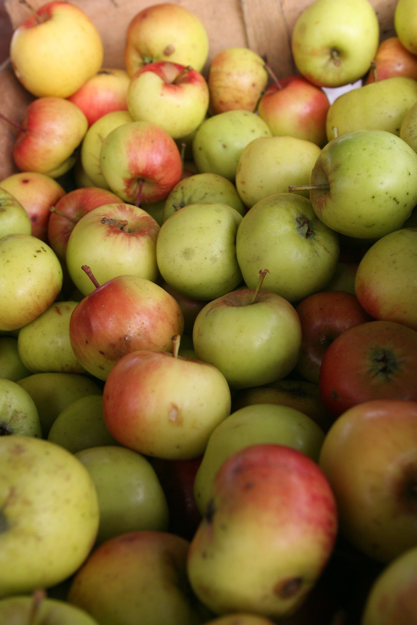 Vigastustega õunad võivad olla nakatunud hallitusseentega, mis omakorda toodavad inimese tervist kahjustavat mükotoksiini nimega patuliin. Seetõttu võiks süüa ja hoidistada vaid hea kvaliteediga õunu.