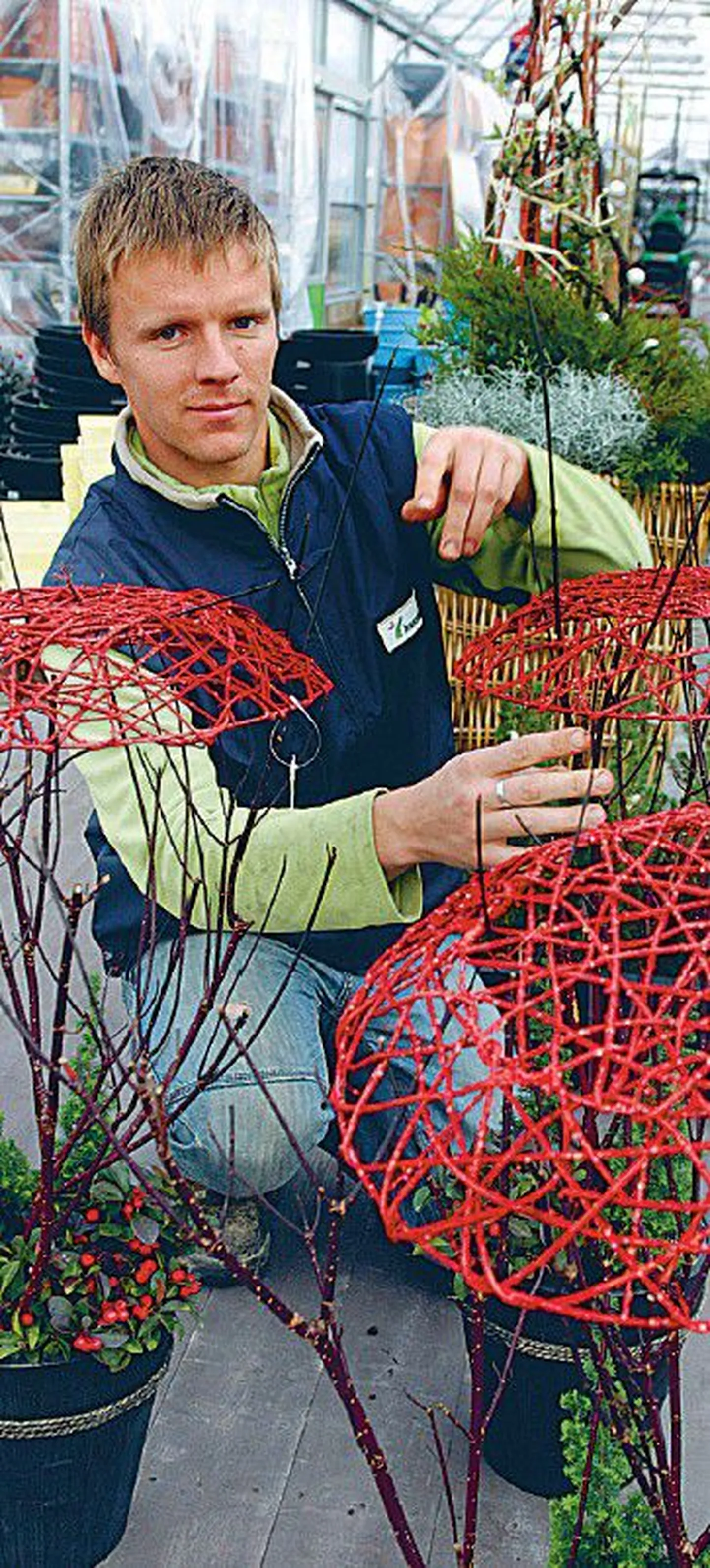 Hansaplanti aednik Martin Lever soovitab talvist aeda kaunistada kooritud ja värvitud pajuokstest punutud «ufodega». Võimalikke huvitavaid lahendusi ilukastide kujundamisel talve sobivate taimedega on mitmeid.