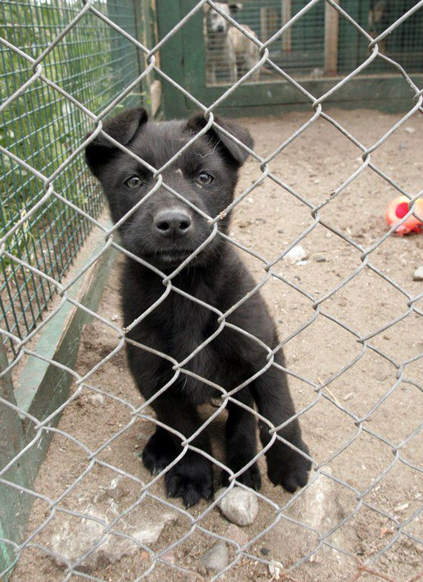 Kodutute koerte varjupaika satub tihti omanike poolt väärkoheldud loomi. Foto on illustreeriv.