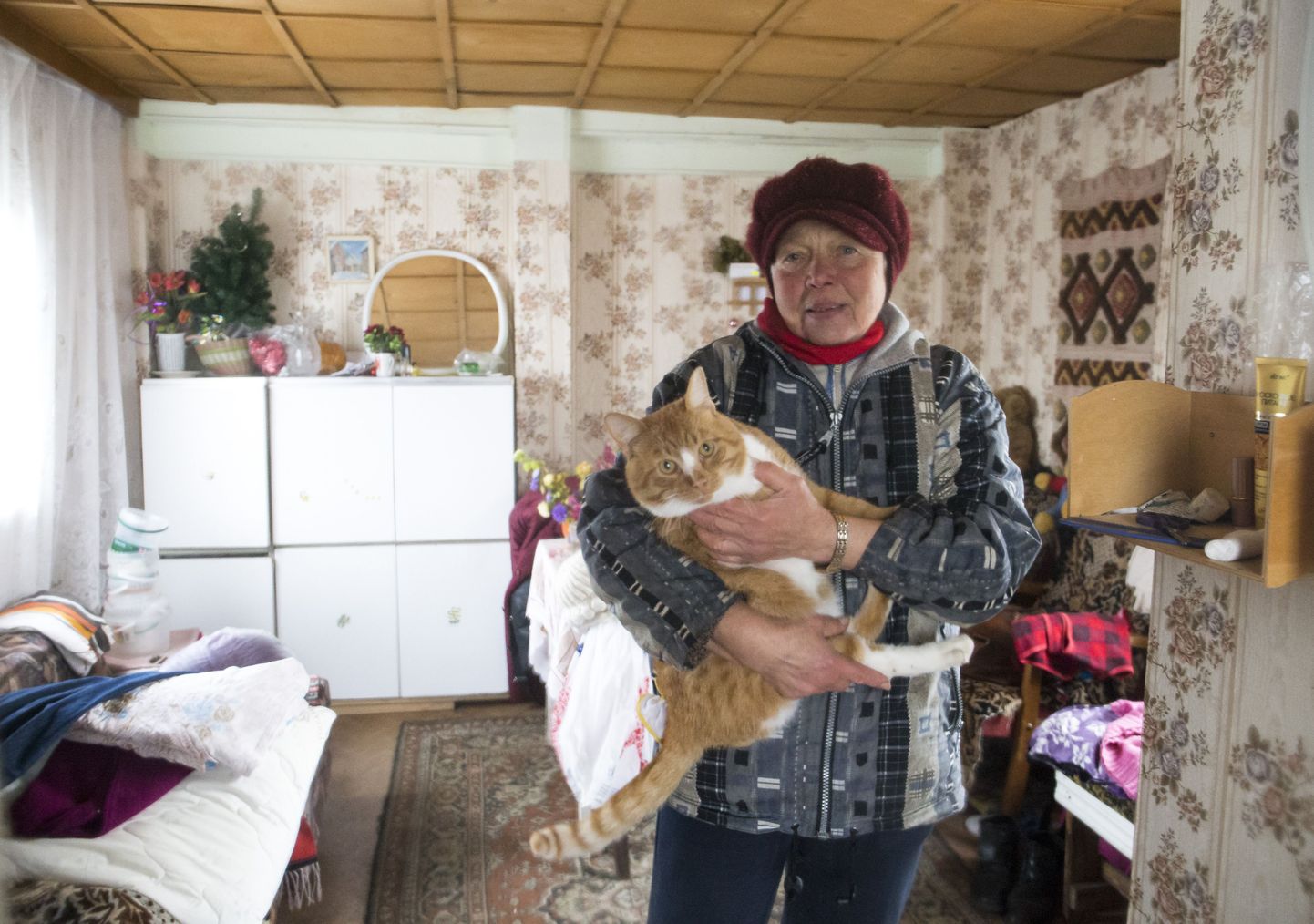 Punane kass Rõžik, keda Taja iga päev toitmas käib. Rõžik eelistab elada linna asemel Soodevahe külas.