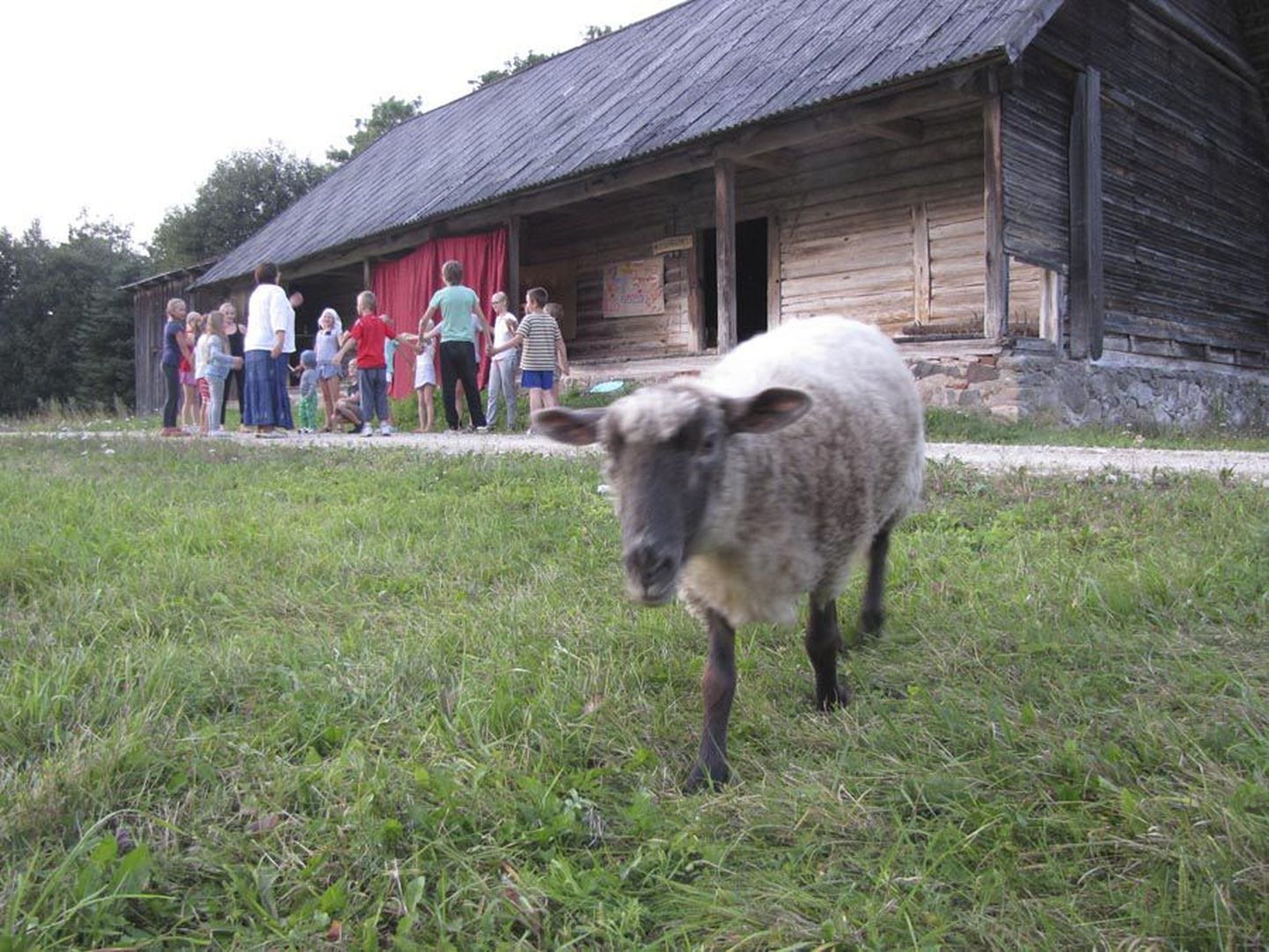Uudishimulikud lambad käisid laagrilaste mulgikeelset ja -meelset etendust kaemas.