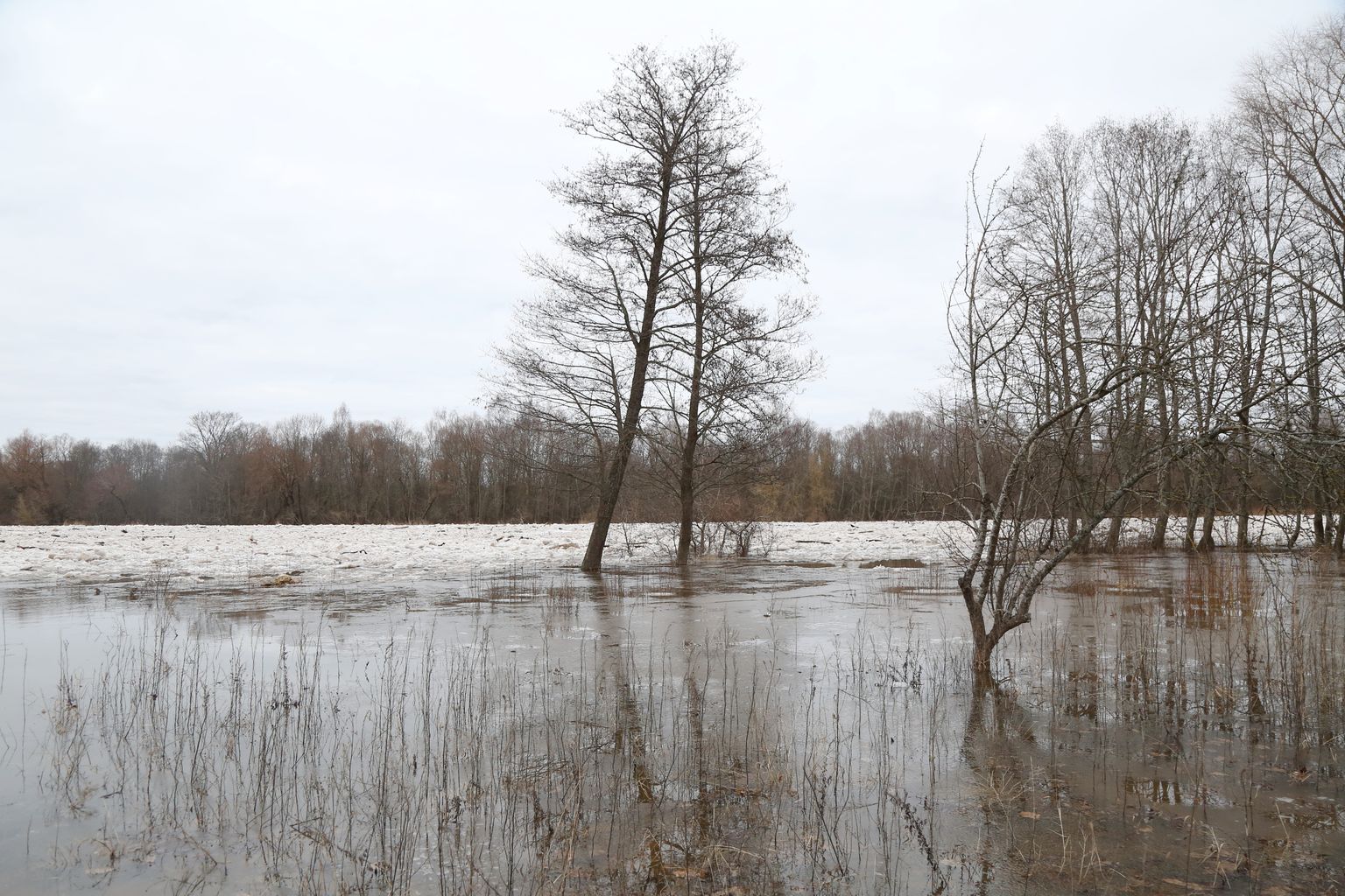 Üleujutus Koiva jõel.