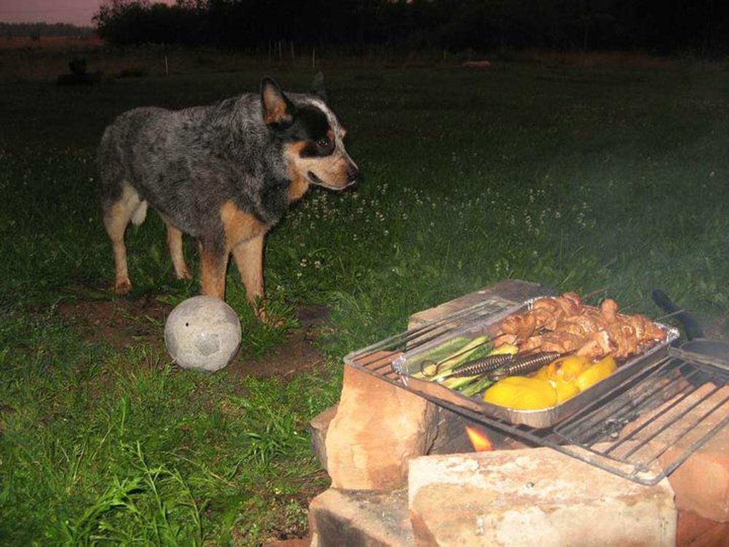 Hea kasvatus: üksi grill-liha valvesse jäetud austraalia karjakoer Ridiradiralla vesistab küll suud, aga hüva kraami ei puutu