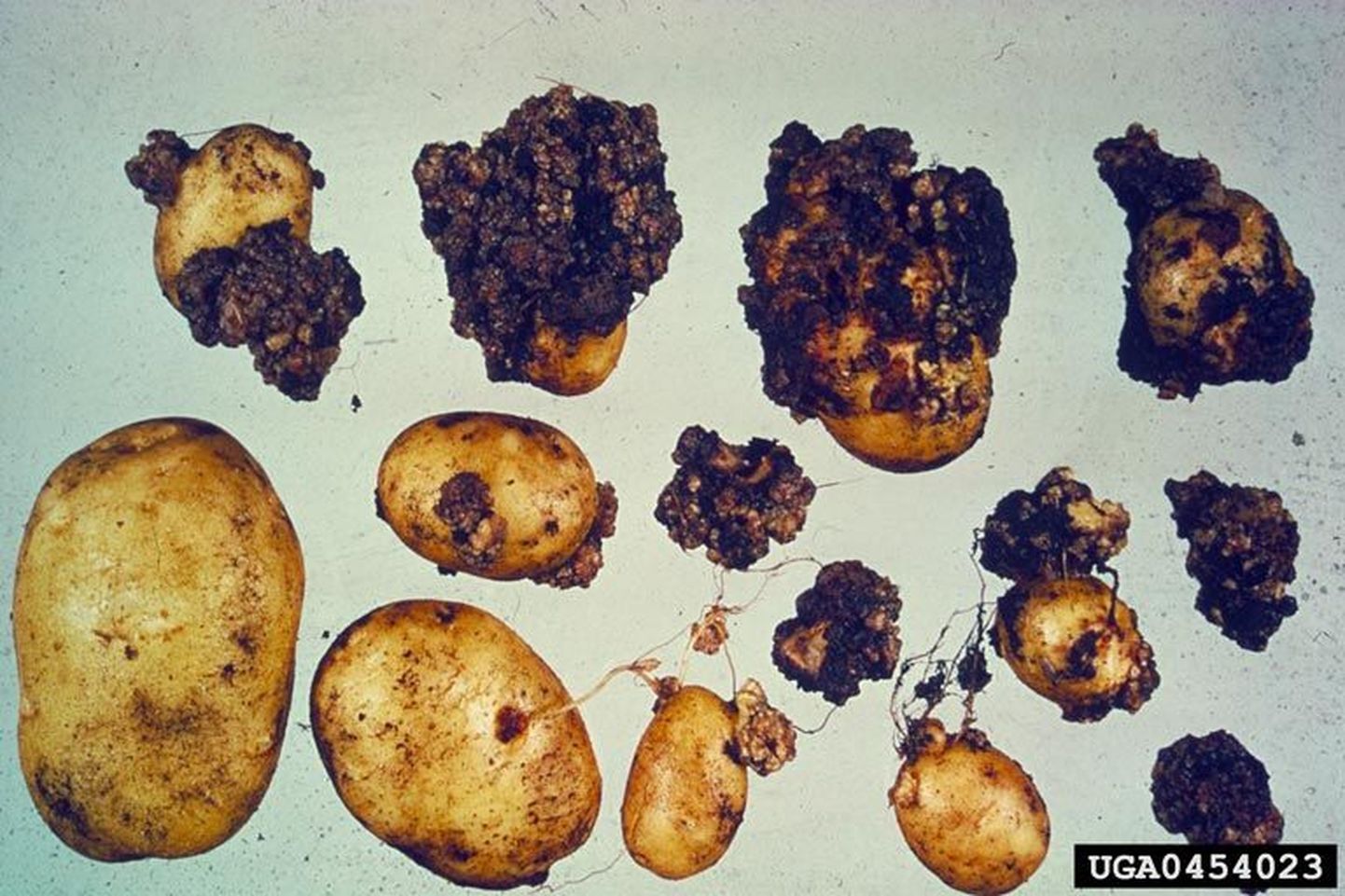 Клубни картофеля, пораженные грибом Synchytrium endobioticum.