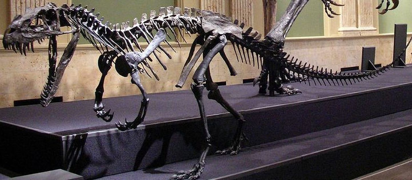 Ceratosauruse skelett