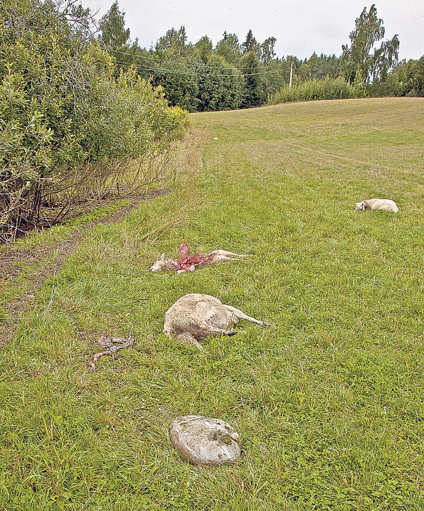 Põlvamaal Valgjärve vallas murdsid võsavillemid augusti keskel 
15 lammast, kellest ühe sõid nad ka ära.