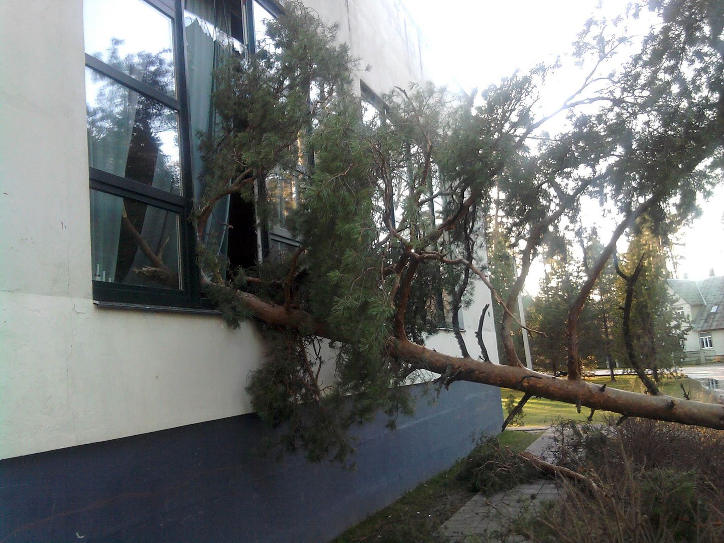 Elvas kukkus koolimaja kõrval kasvanud männipuu okstega aula akendesse.