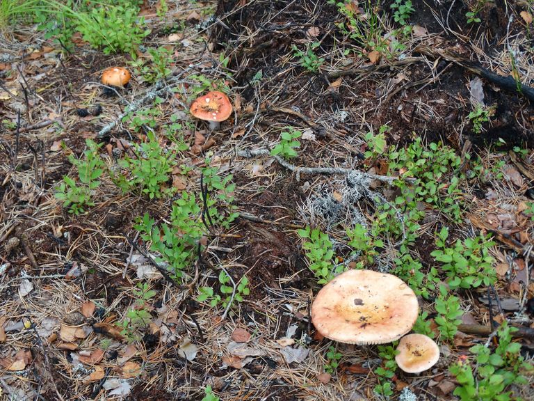Noored pohla- ja mustikataimed oma helerohelisuses on asunud põlenud maapinda vallutama. Ilmselt oleks need mõne aasta pärast juba saagiandjad kui muutuv taimekooslus – peale kasvavad kõrrelised ja muud lageda metsa taimed – neid ei lämmataks. Ja kui võiks arvata, et läbikuumutatud maapinnas on kõik seenealged hävinud, siin nii see ei ole – seeni on muidu sünges keskkonnas rohkesti. / Foto: 