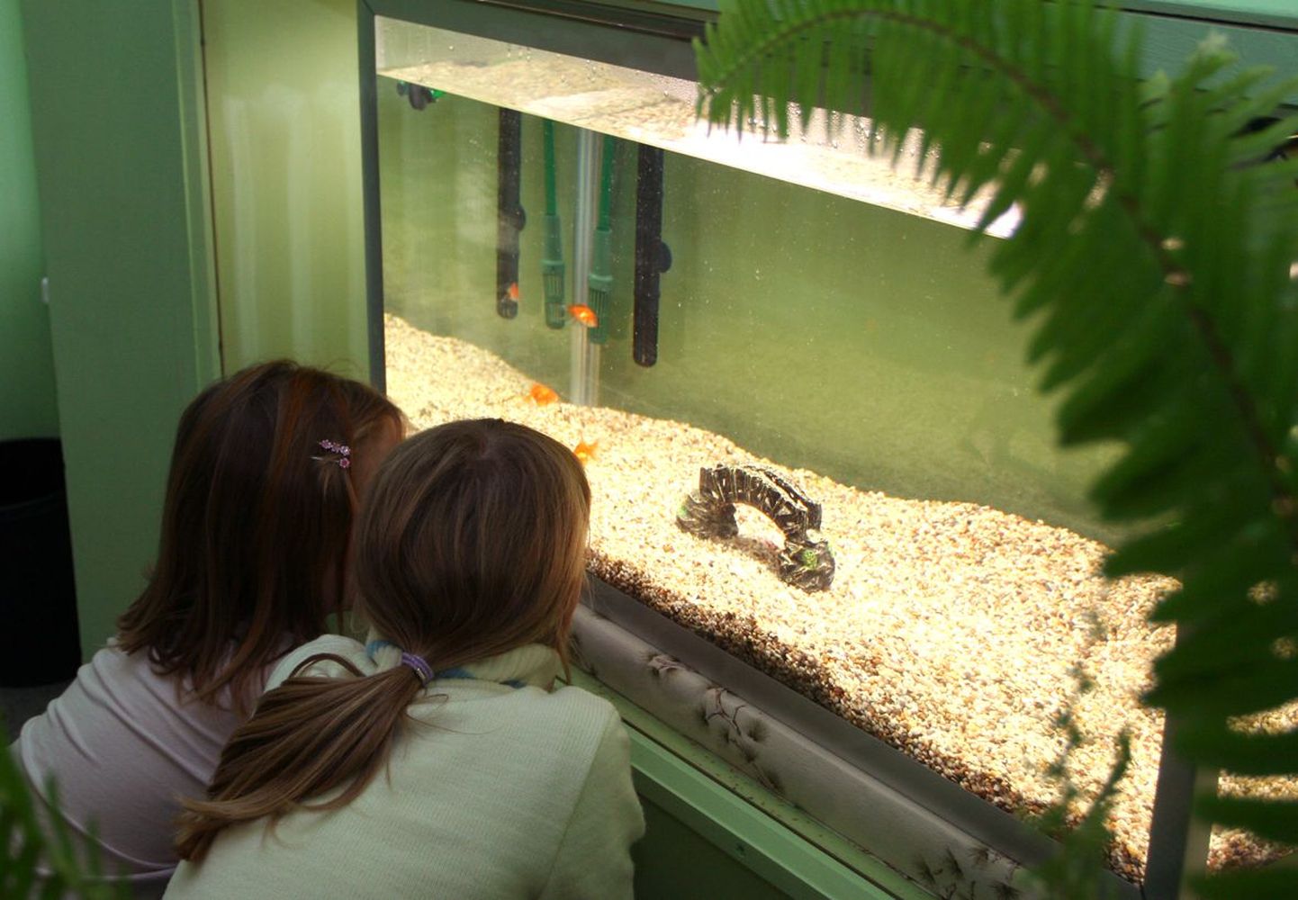 Imavere põhikoolis on akvaariumi ees pink, millel istudes võib mugavalt jälgida kolme kuldkala tegemisi 250liitrises kodus.