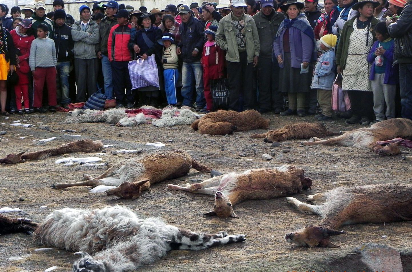 Peruus on külma tõttu hukkunud kümneid tuhandeid inimesi