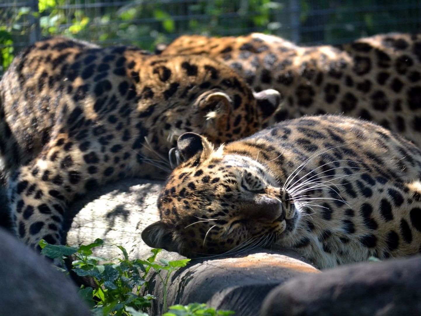 Amuuri leopardi pere.