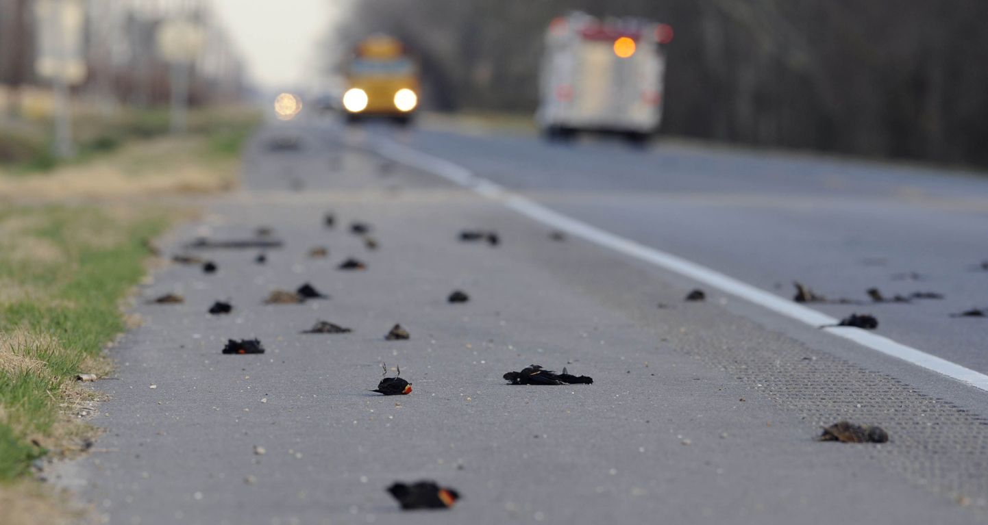 USAs Louisiana osariigis Pointe Coupee Parishis hukkunud linnud
