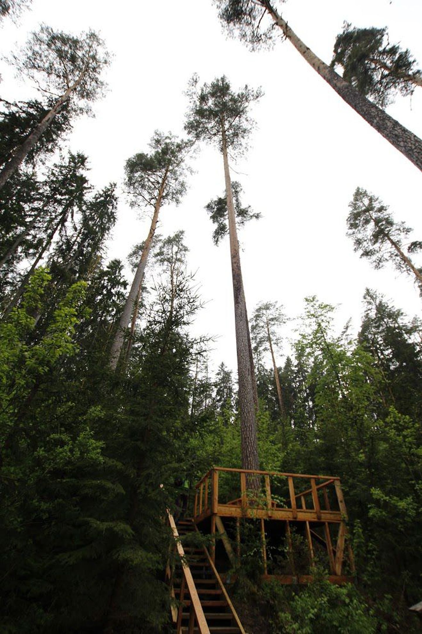 Põlvamaal Veriora vallas Ootsipalu orus kasvav Eesti kõrgeim mänd on teadaolevalt kõrgeim hariliku männi ehk Pinus sylvestris’e esindaja kogu maailmas. Pilt on illustreeriv.