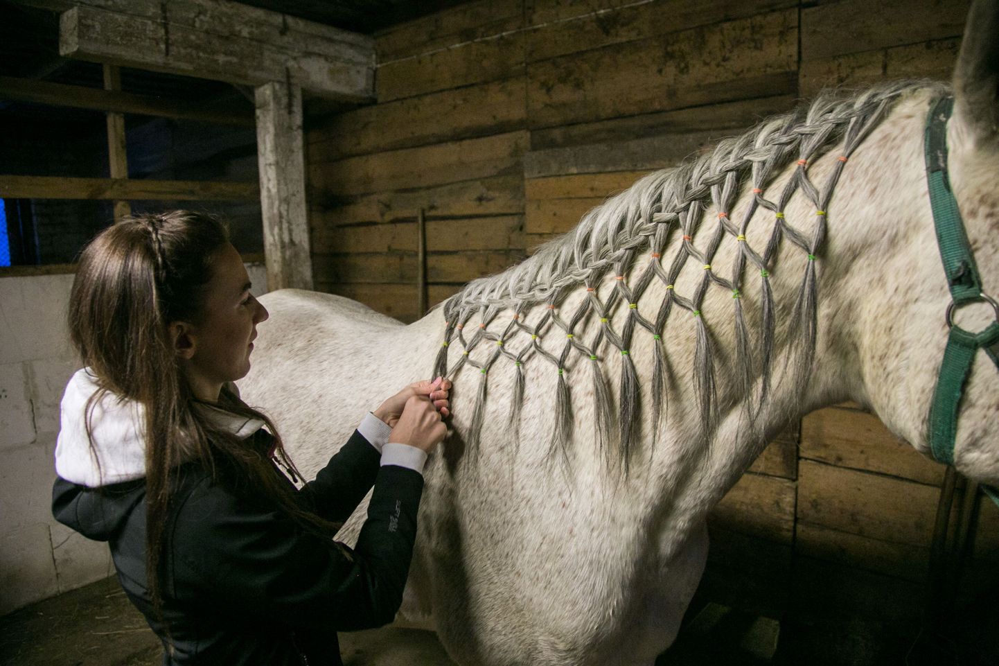 Türi vallas Laupa külas elav Margit Kummer korrastab hobusele lakka punudes oma mõtteid ja usub, et hobuselegi meeldib rohkem inimese toimetamine tema lakas kui selle tulemusel sündiv ilu.