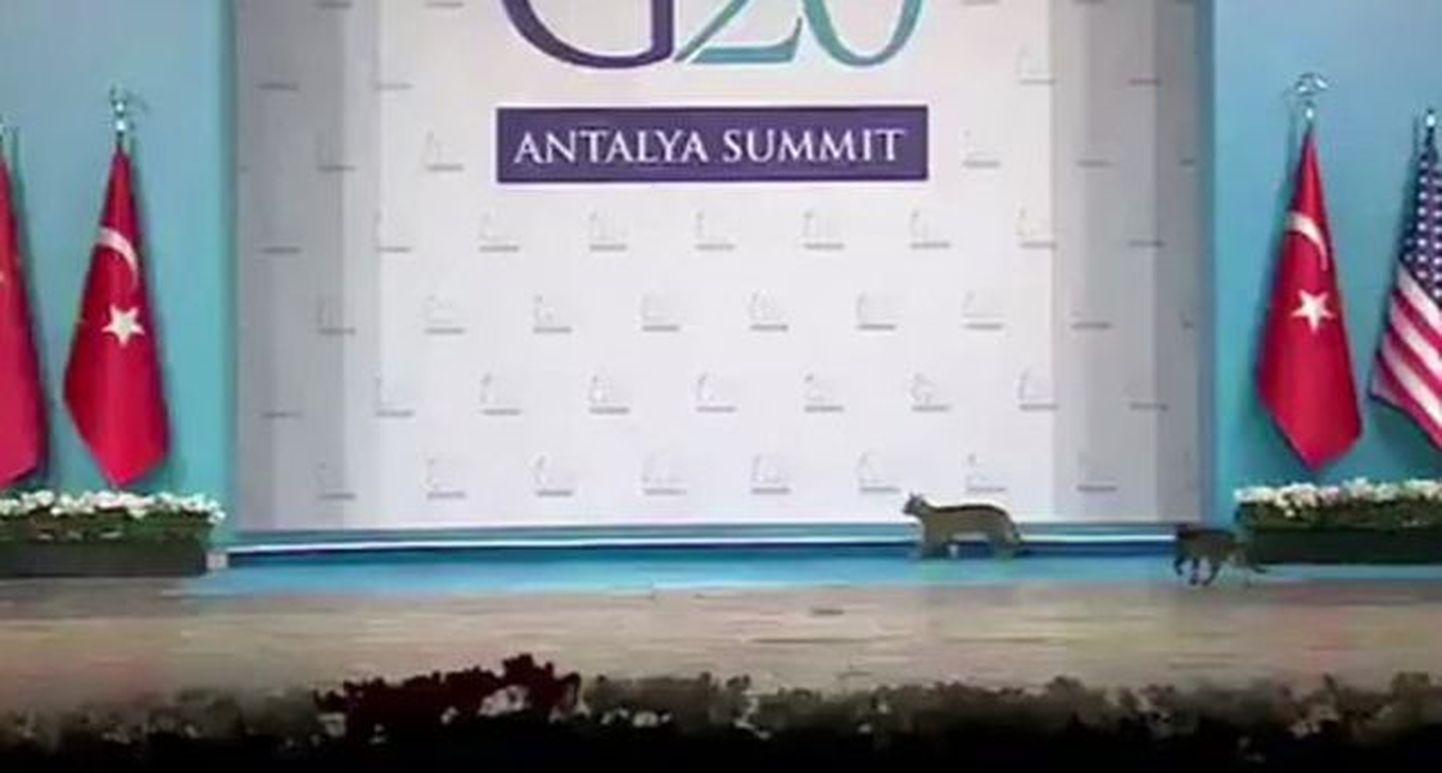 G20 tippkohtumisel osalesid kassid