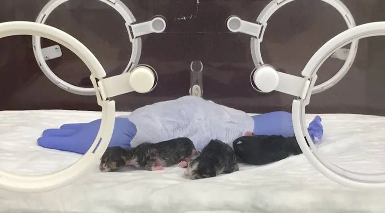 Need kolm vastsündinud kassipoega on kenasti inkubaatoris kosumas: sooja veega täidetud kummikinnas hoiab neid alajahtumise eest. 