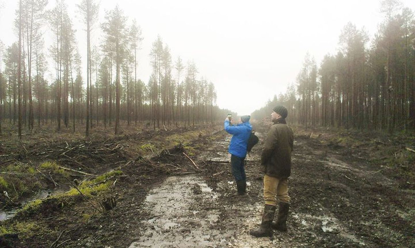 Keskkonnaminister Marko Pomerants pildistab RMK juhi Aigar Kallase silme all esimest osa Mardimäe sihtkaitsevööndist, kus metsaharvendus tehtud, kuid kraavid ootavad veel kinniajamist.