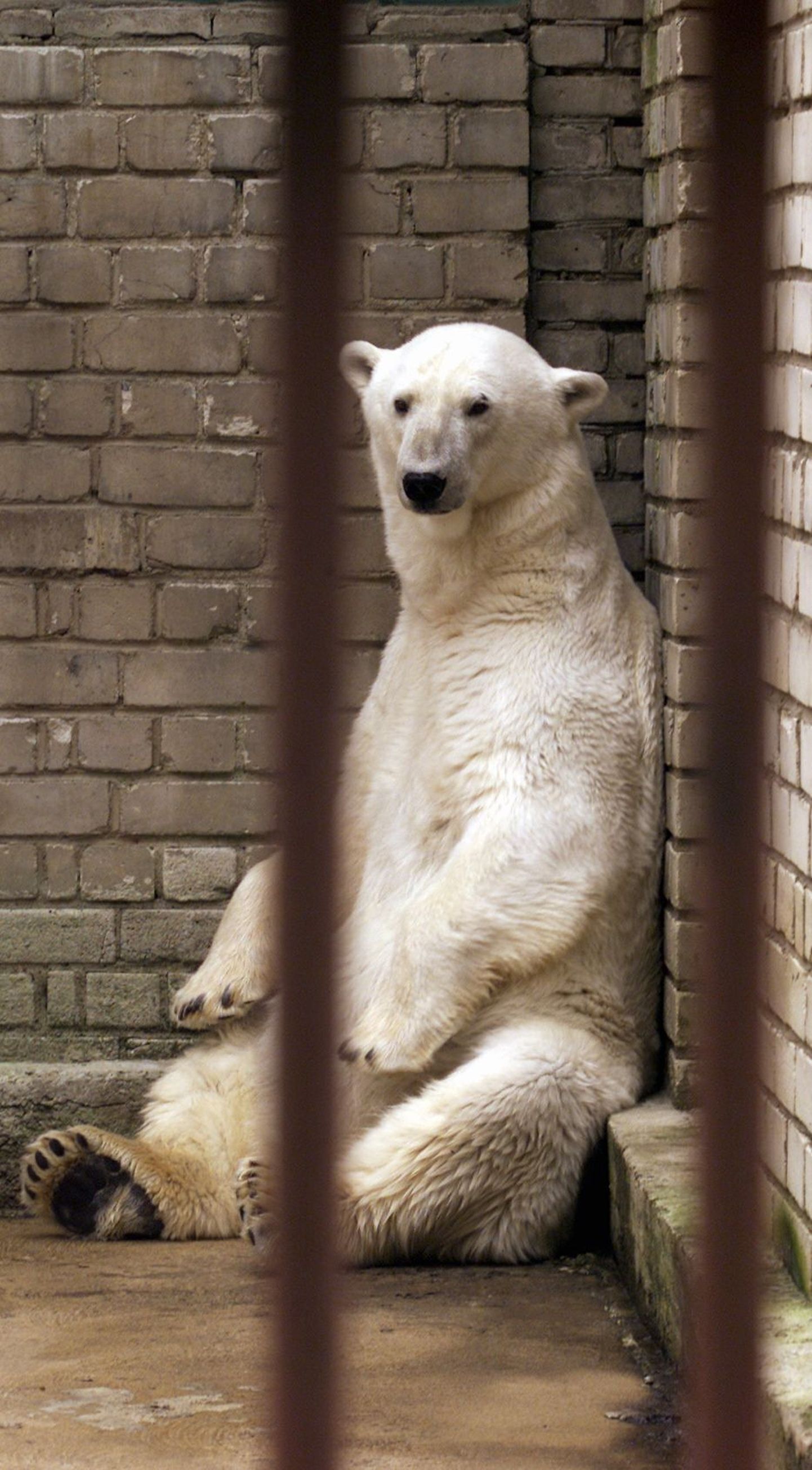 Tallinna loomaaia jääkaru elu - küljealune on kõva ja suvel on palav.