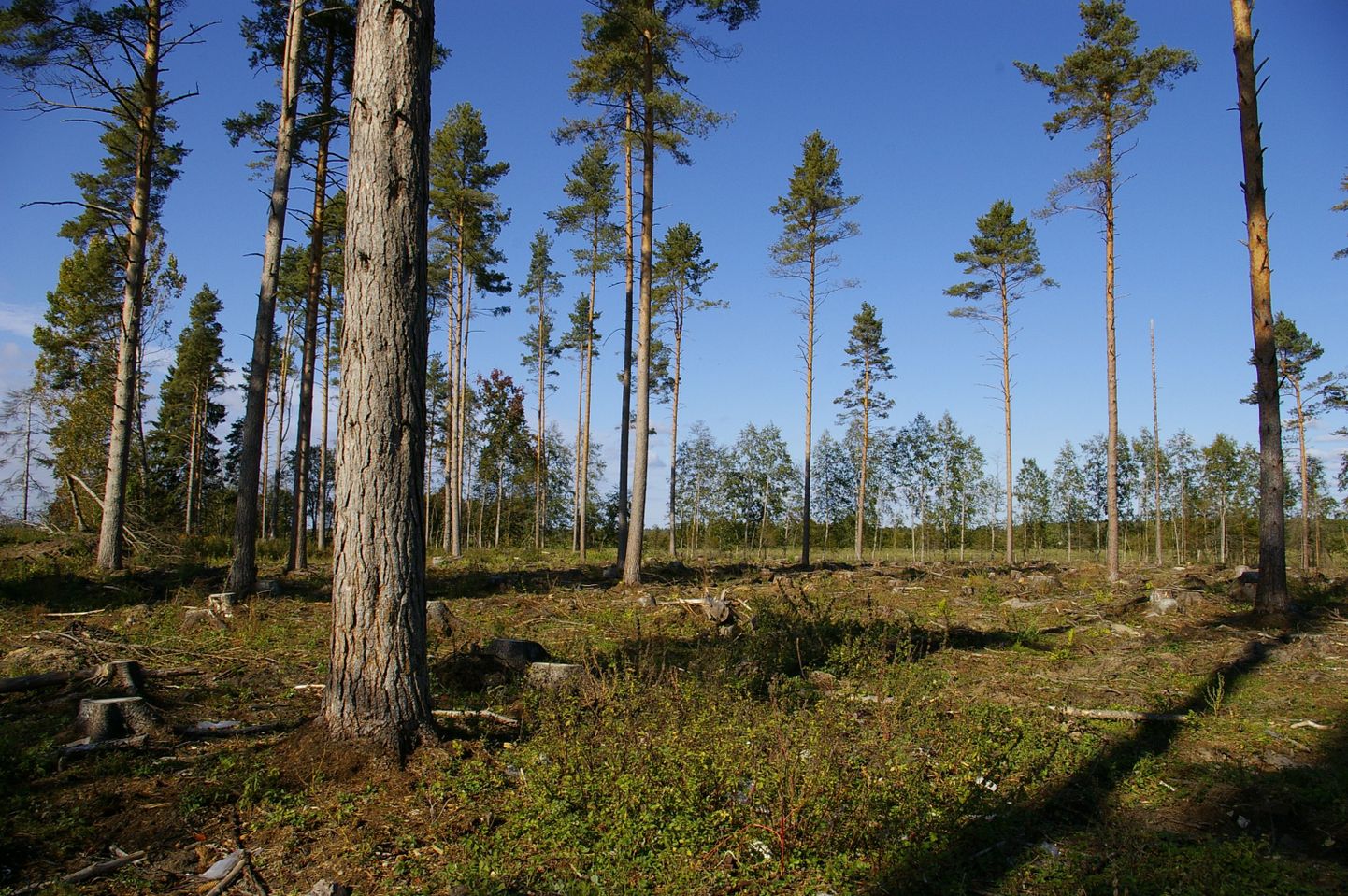 Millisena tahame näha säästlikku metsandust Eestis, on igaühel võimalik kaasa rääkida FSC-nõuete koostamisel. Siinsel fotol on säilikpuudega lank.