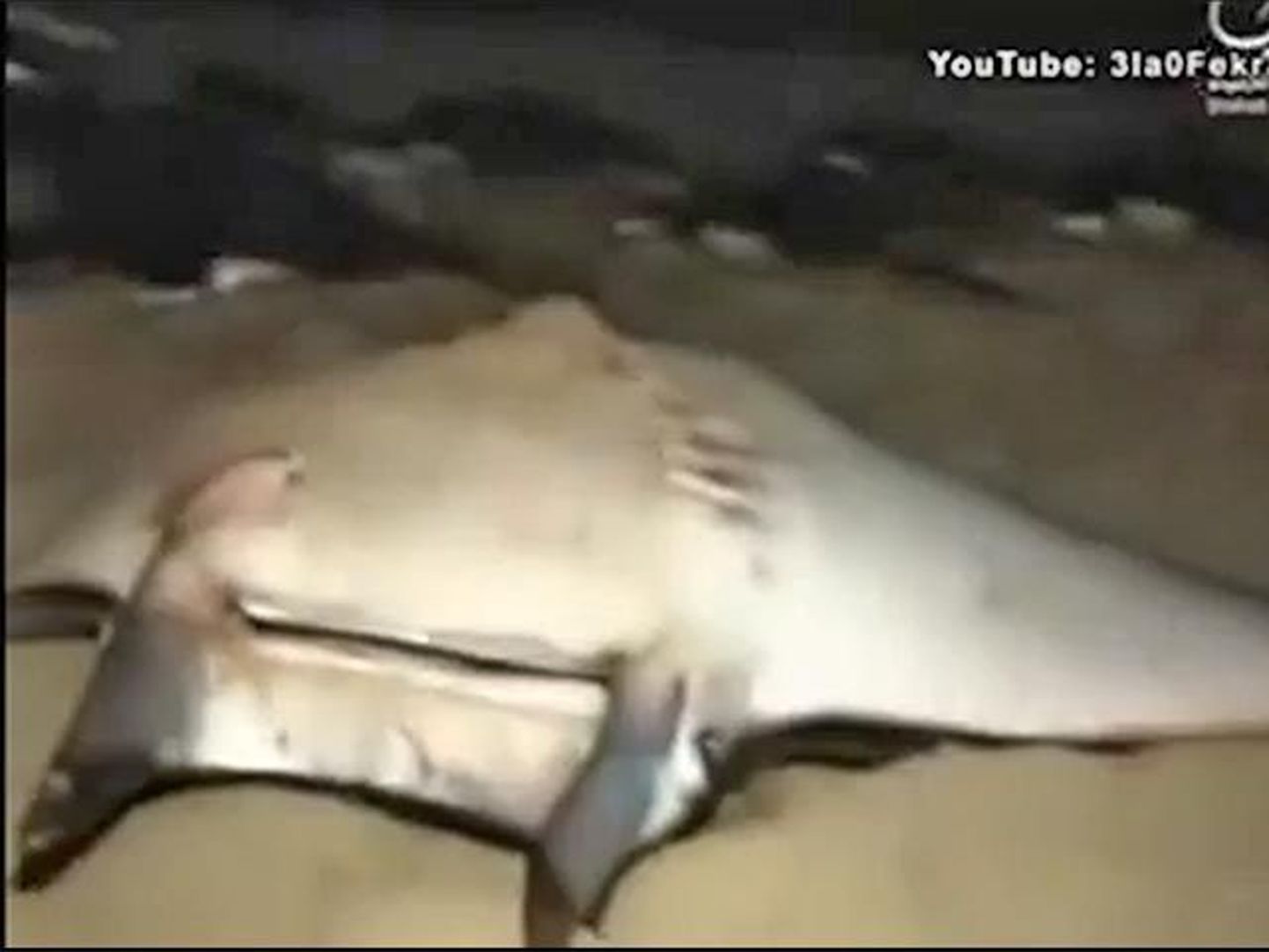На берегу Сектора Газа обнаружили тысячи мертвых туш самого крупного вида скатов, которых называют "гигантскими морскими дьяволами".