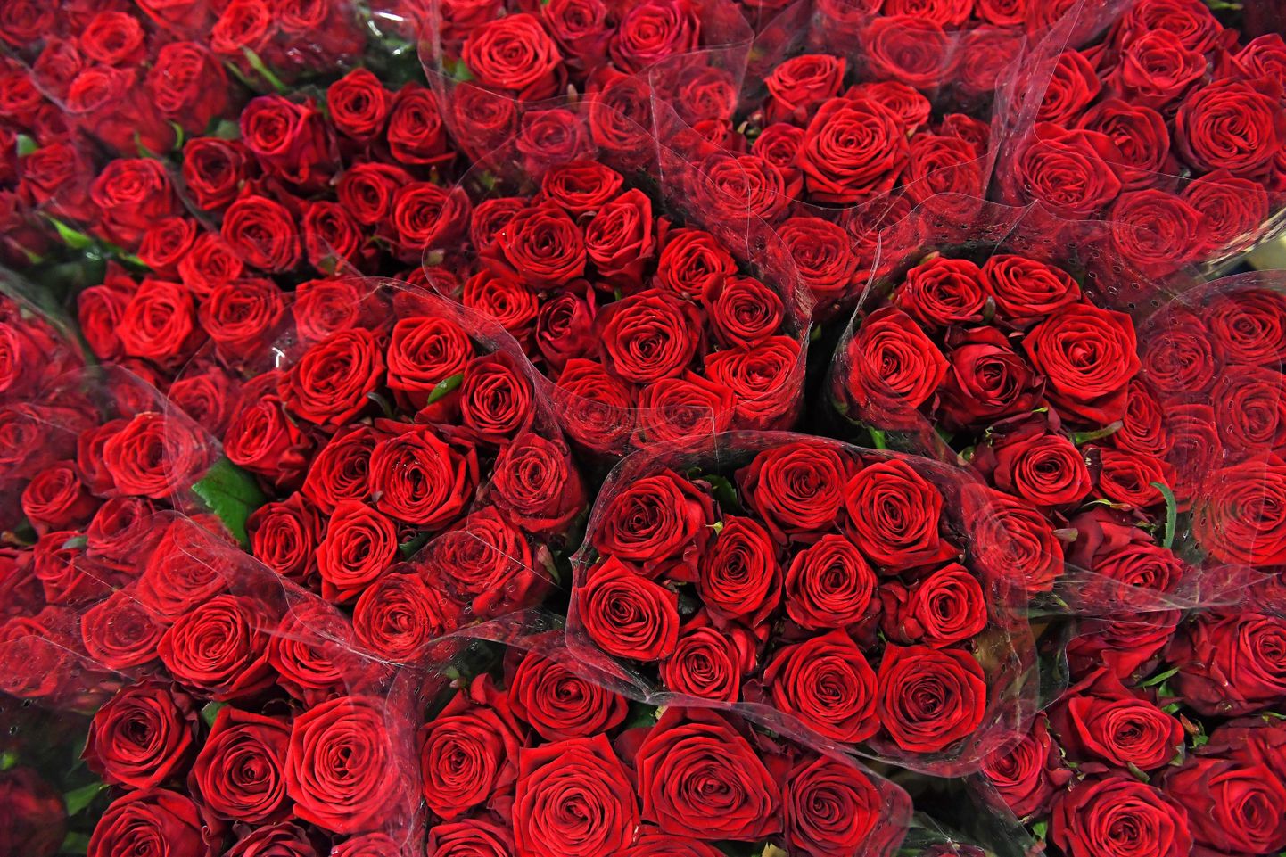 Punased roosid