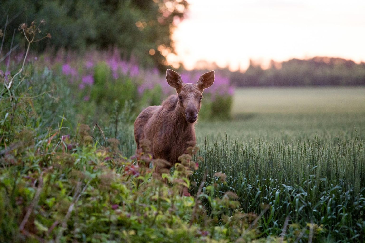 August peaks pakkuma suve viimasele kuule omast ilma, aga ei saa välistada ka üllatusi.