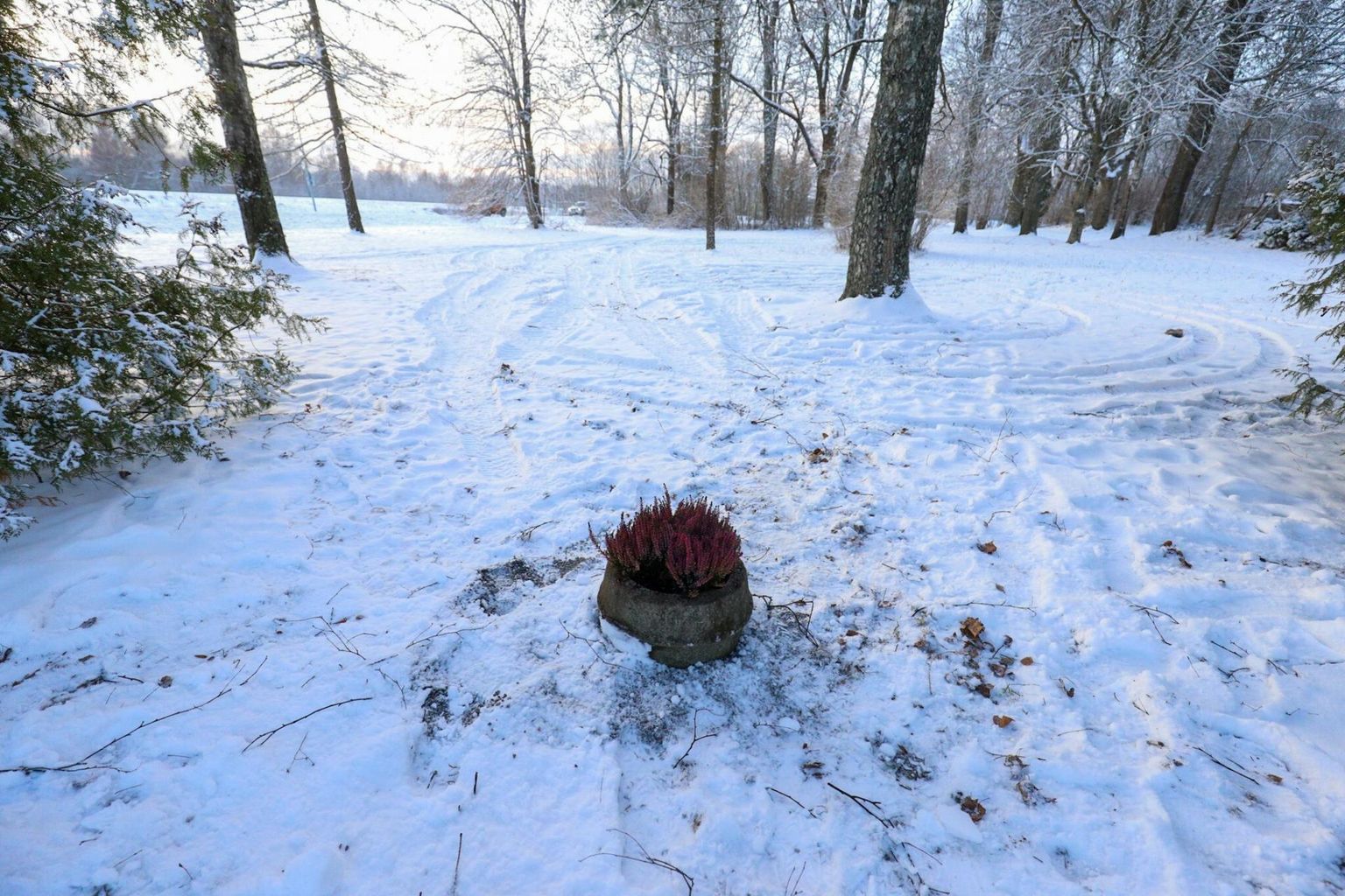 Kadrina vennashaua monumendi asukohas on praegu vaid betoonist lillepott.