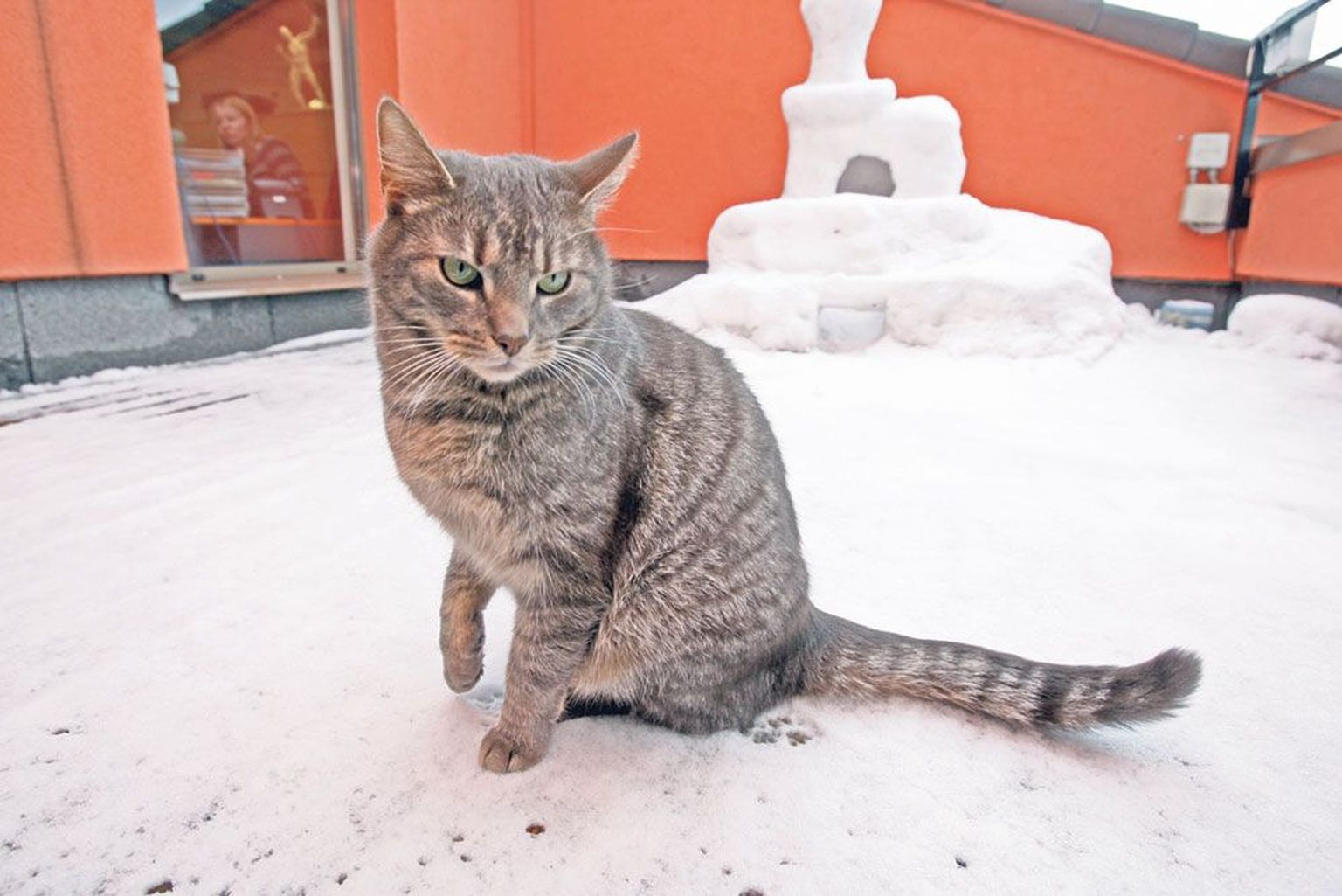 Igor Tõnu Tass
Tartu kunstikooli kass