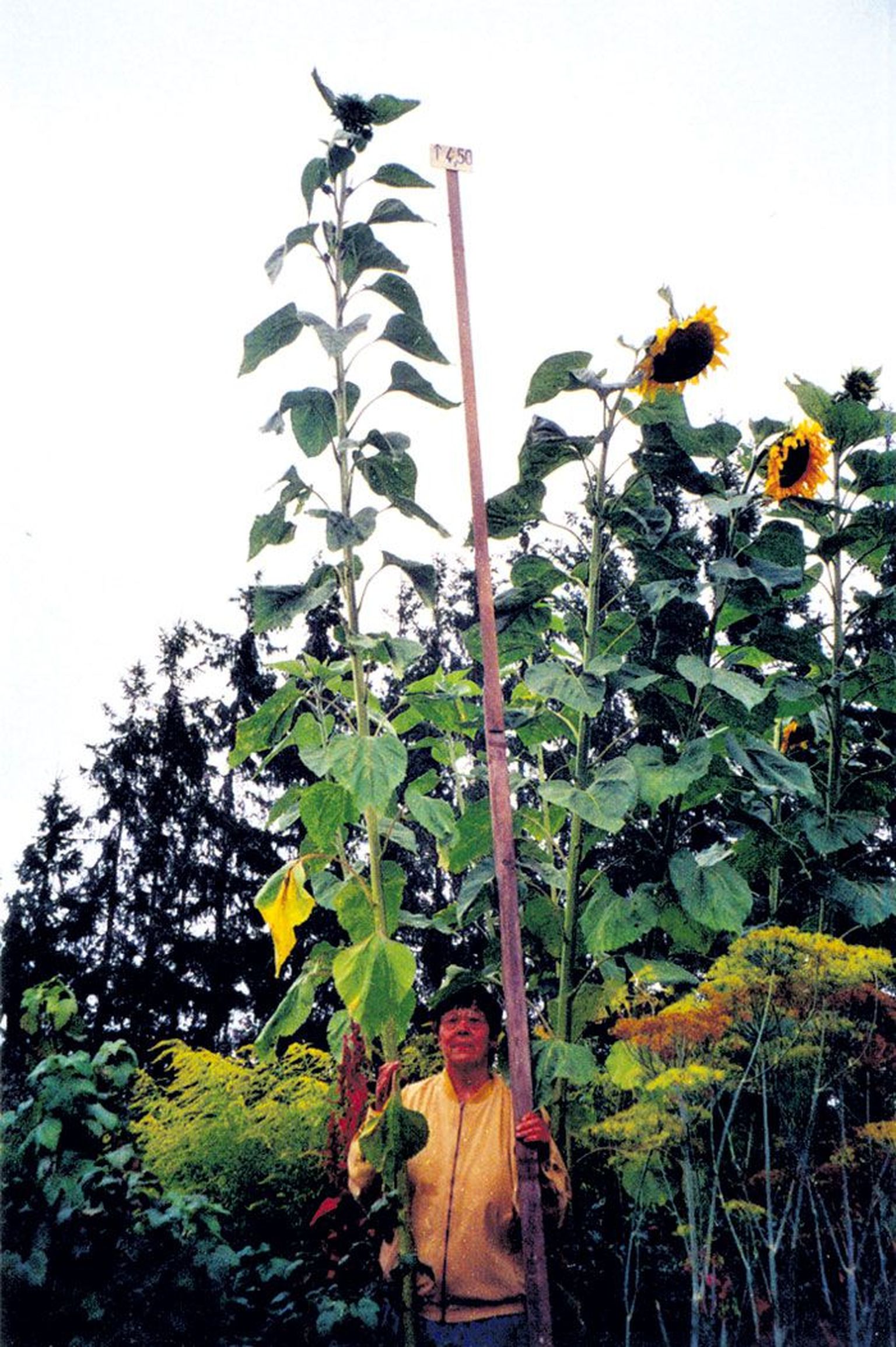 päevalill