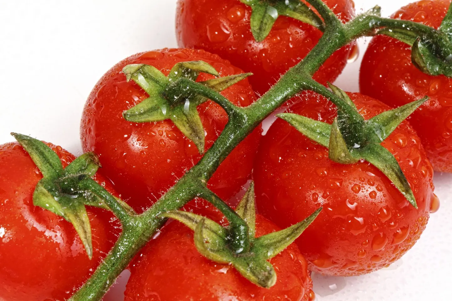 Maailmarändurite hulka kuulub ka tomatitaim.