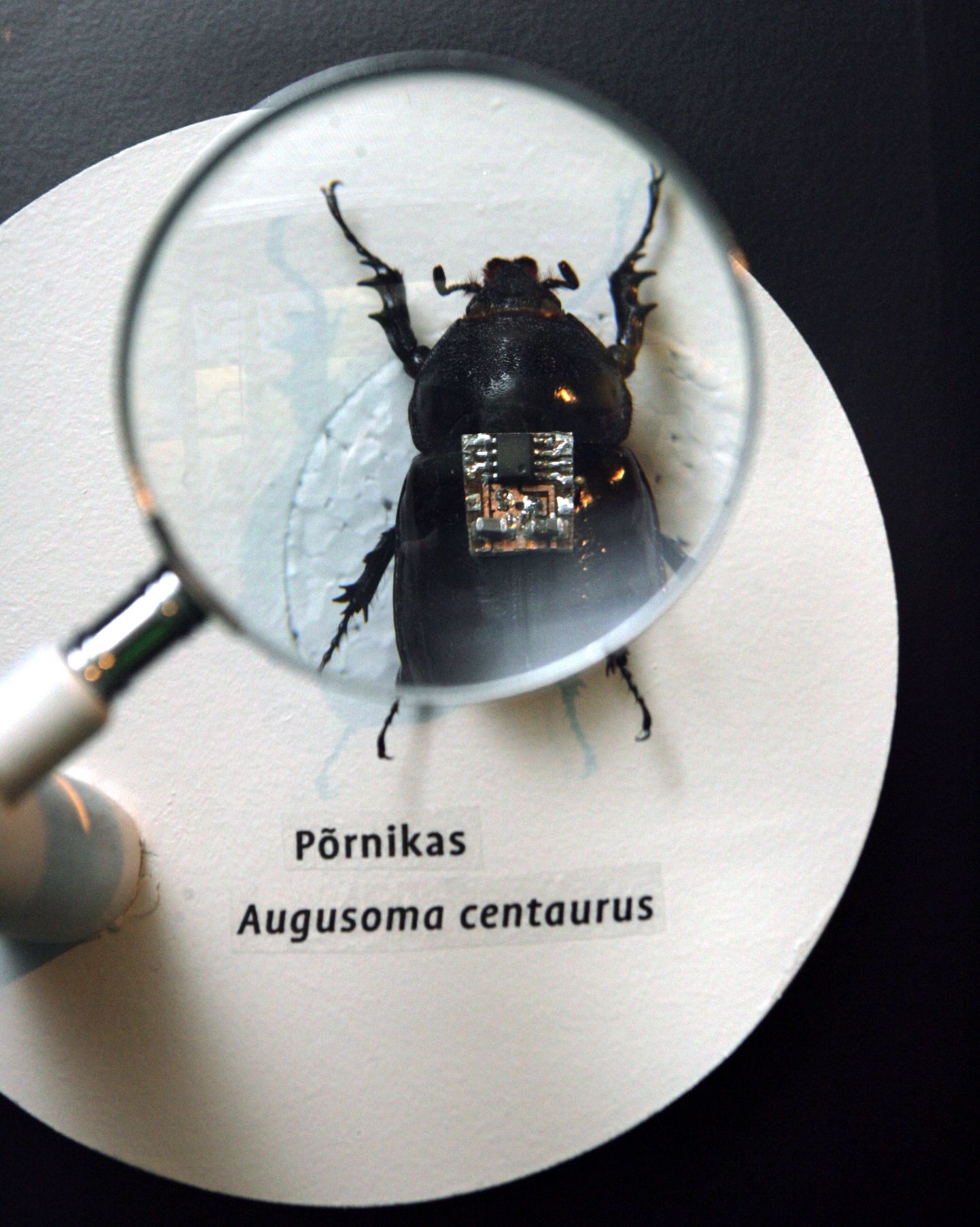 Küborg TTÜ galeriis putukate näitusel.