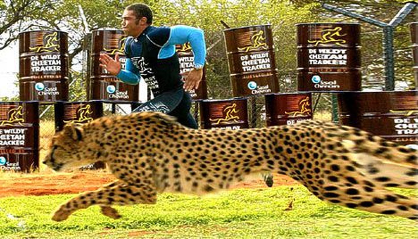 Ragbimängija gepardiga võistlemas