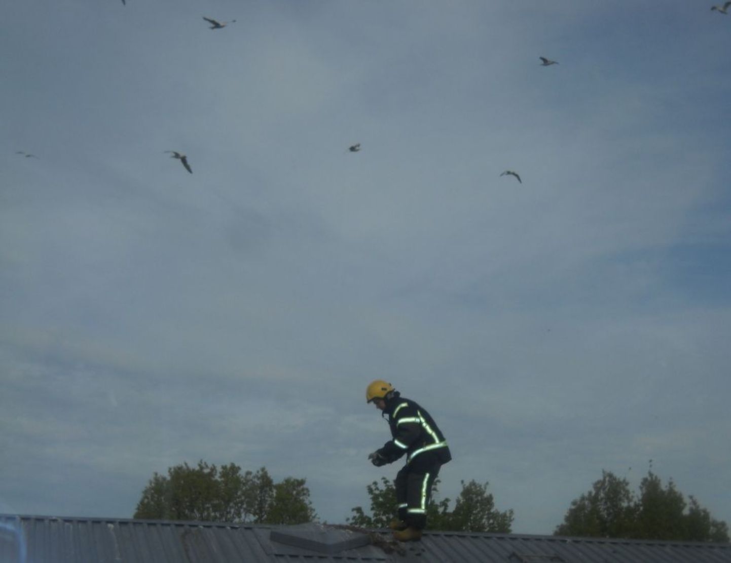 Kajakapoegade päästeoperatsioon Pärnu noortekeskuse katusel.