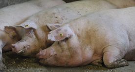 Объем производства сельхоз продукции в Эстонии в 2016 году снизится на 120 млн евро