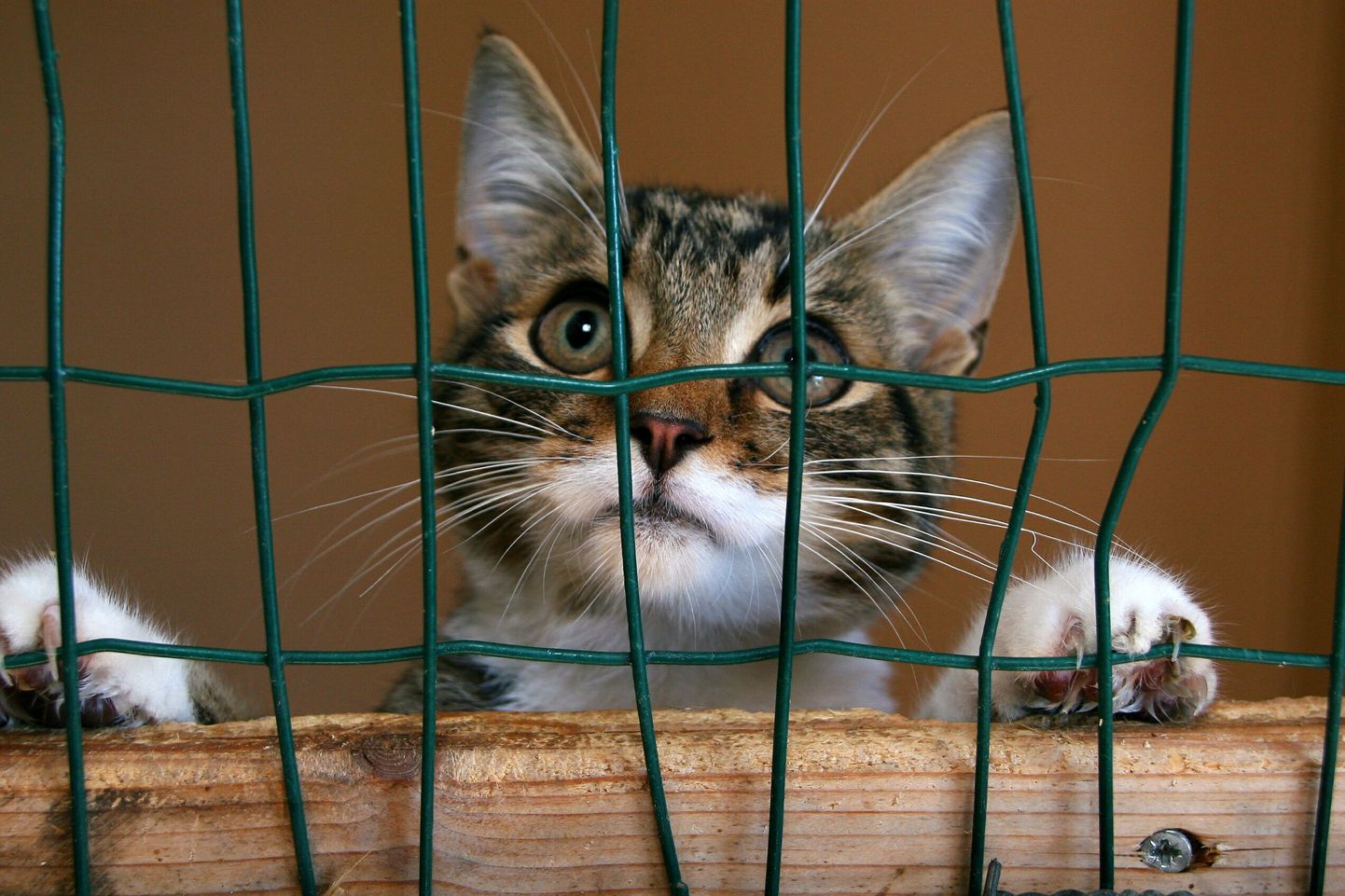 Kodutute loomade varjupaiga kass. Foto on illustreeriv.