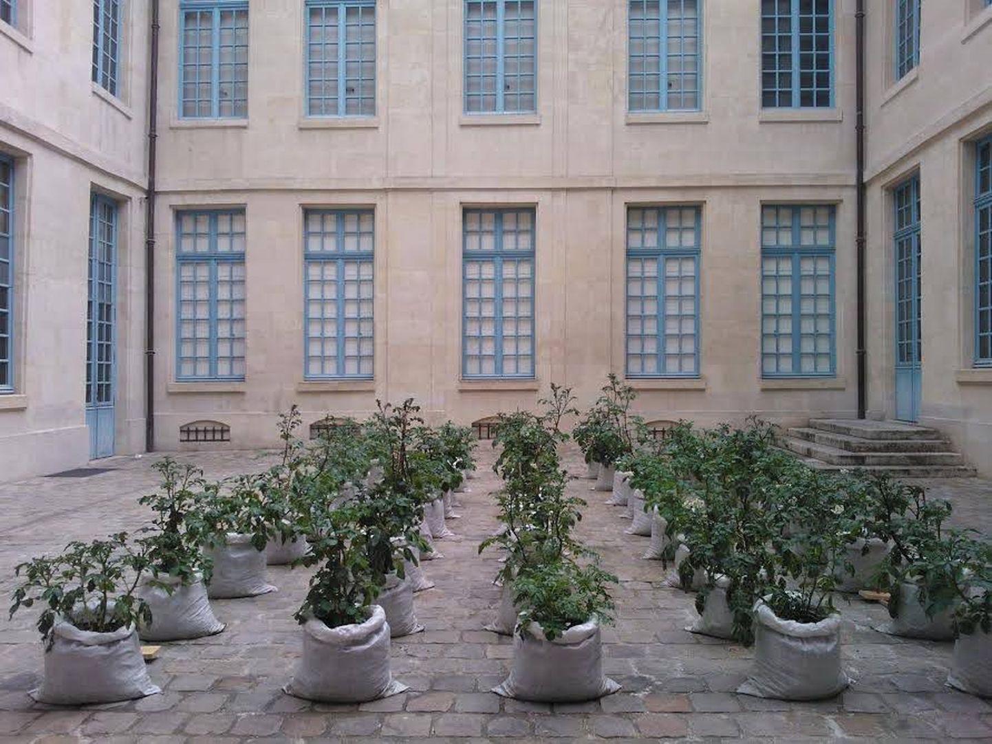 Köögiviljakasvatus Pariisis loodusmuuseumi hoovil.