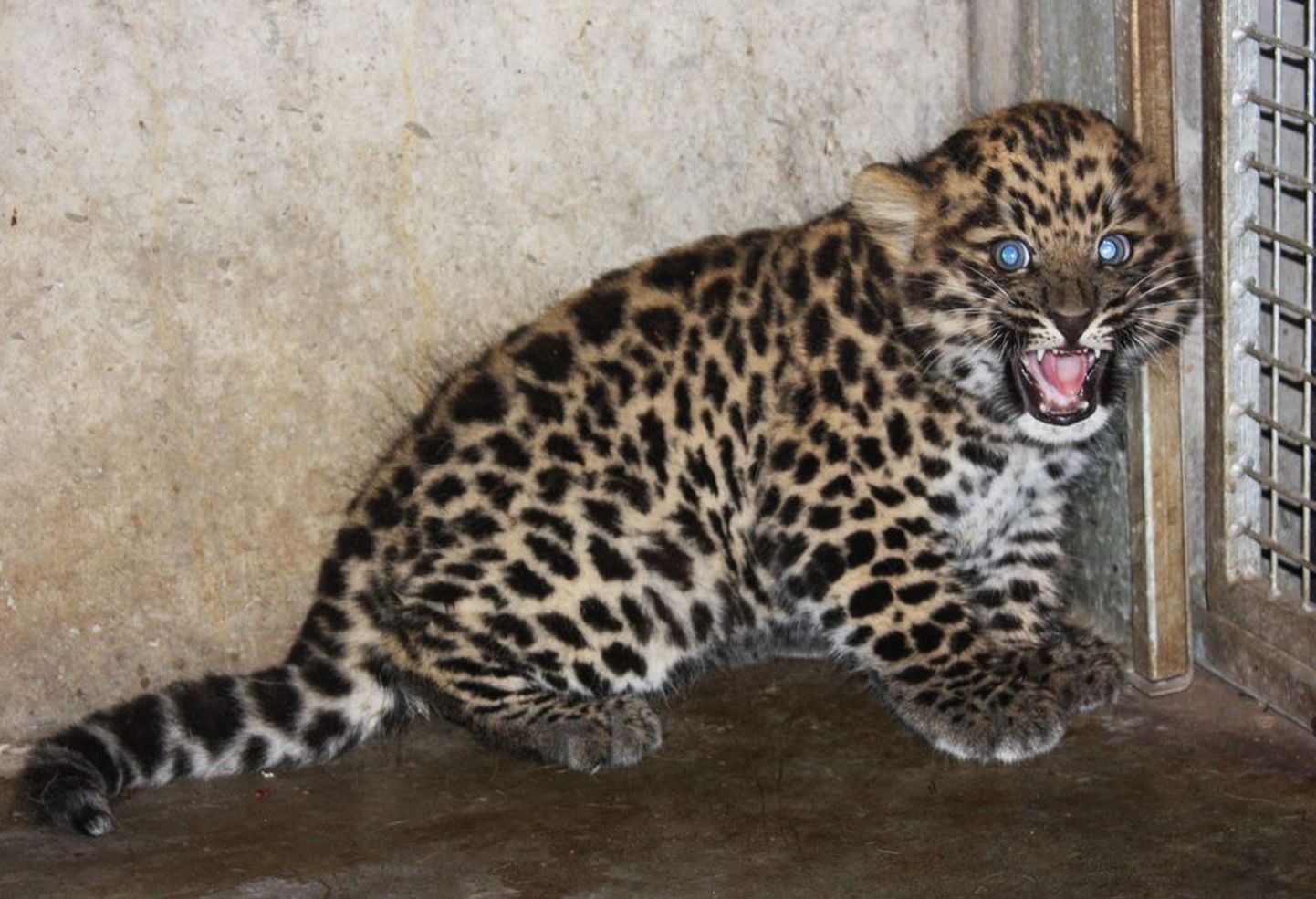 Amuuri leopardi kutsikas.
