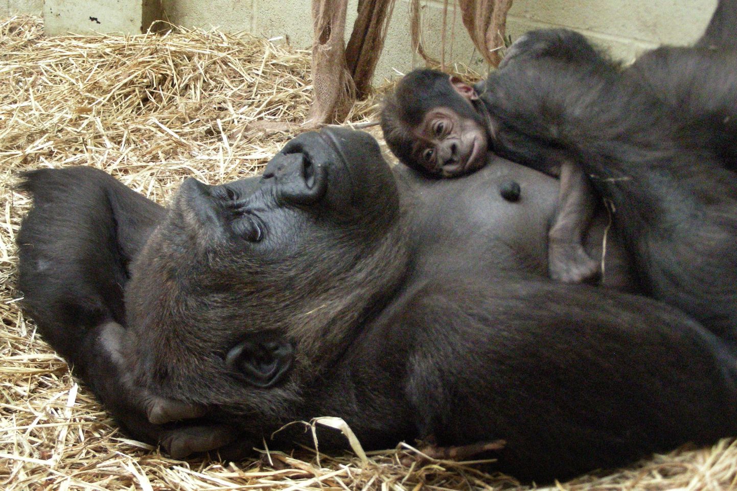 Gorillabeebi emaga.