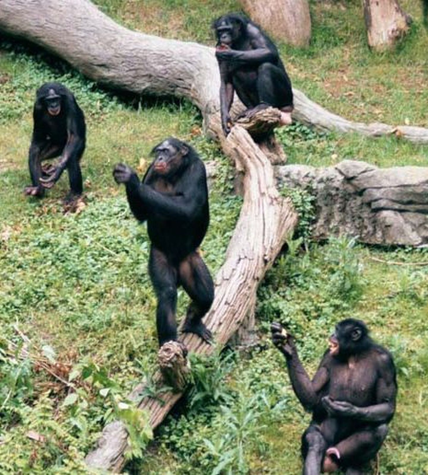 Kääbusšimpansid ehk bonobod (Pan paniscus)