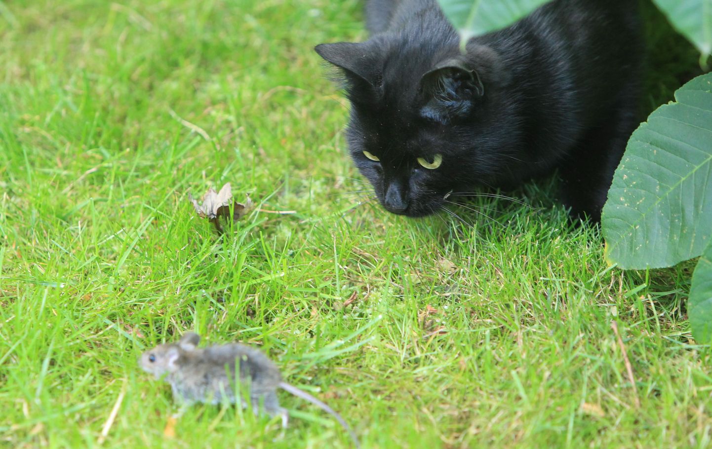 Kass võib küll hiirega mängida, aga lõpuks on pisinärilise elupäevad sellega tavaliselt siiski läbi.