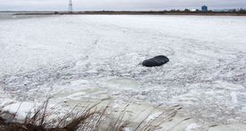 Saaremaa grows by nearly 1,000 hectares every year