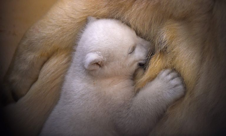 Jääkaru ronis ema turvalisse kaissu tagasi. Foto: Carmen Jaspersen/AFP/Scanpix
