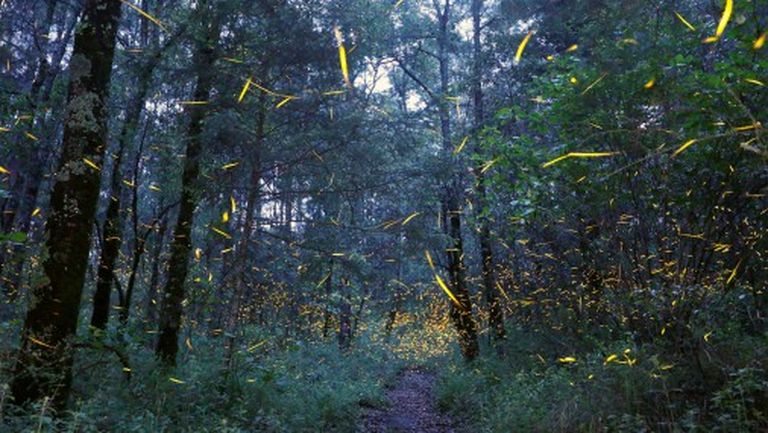 Тысячи светлячков освещают лес в Мексике 