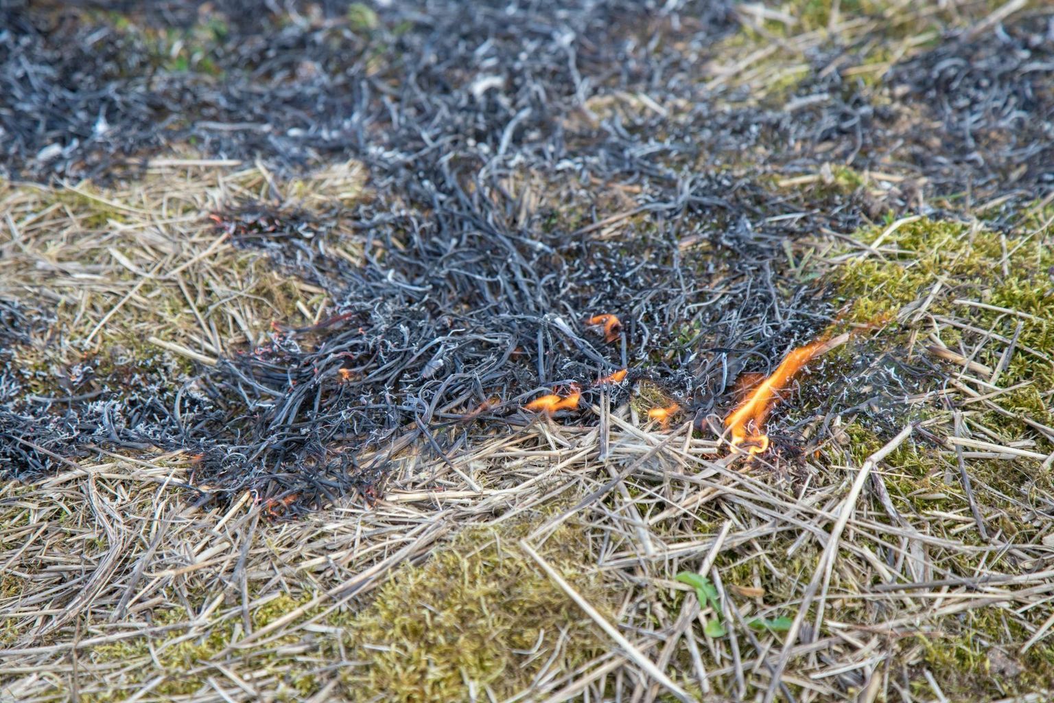 Eile käisid Pärnumaa päästjad kulupõlengut kustutamas Tori vallas ja Pärnu linnas.