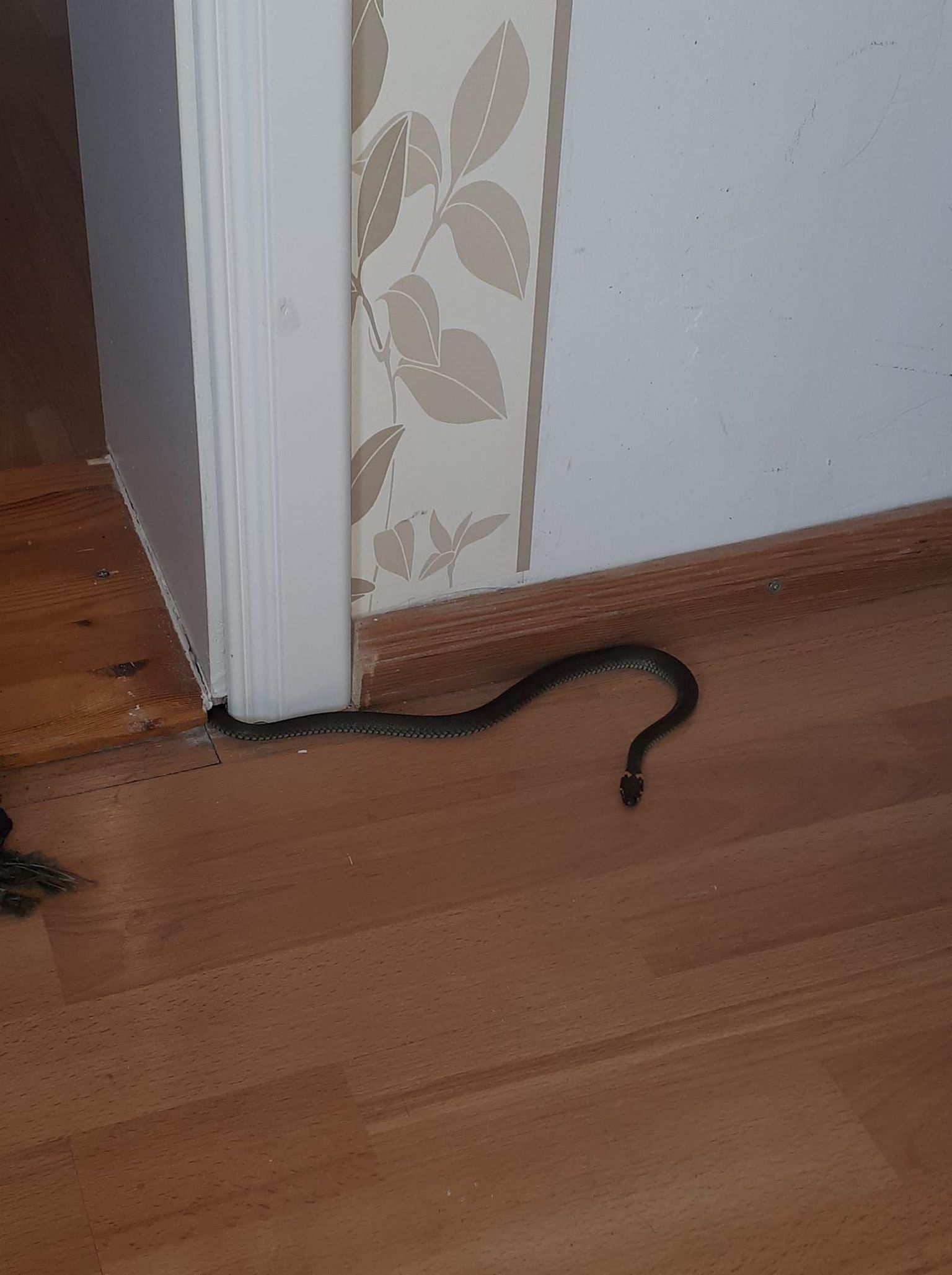Roodi külas tekitas hirmu tuppa roninud nastik. Foto on illustreeriv.