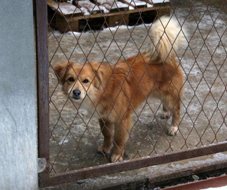 В кохтла-ярвеском приюте животных Grey Dogs. Фото: