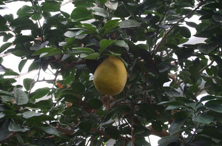 Pomelo (Citrus maxima) / wikipedia.org