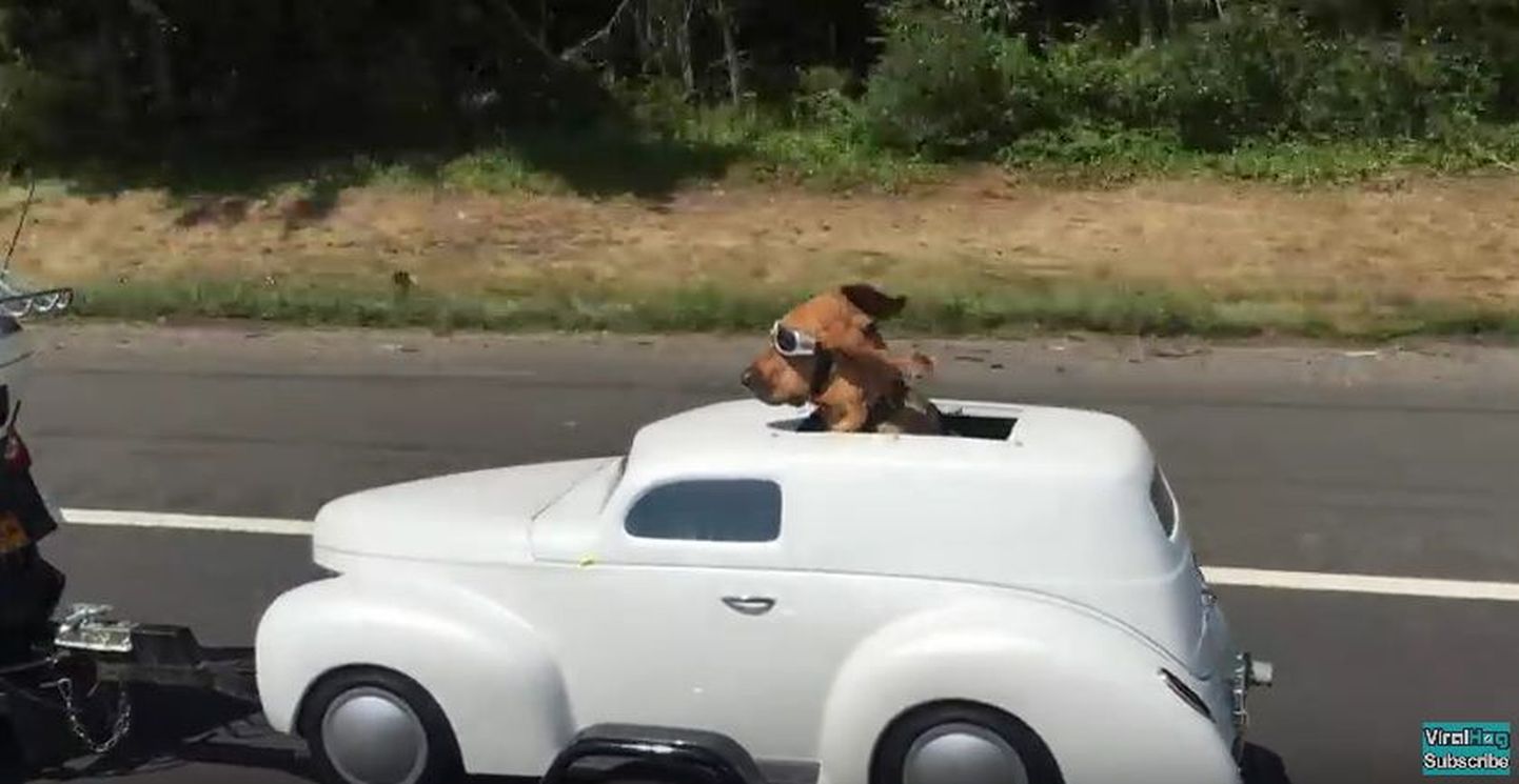Koer sõidab autoga.